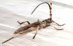 Didymocantha obliqua