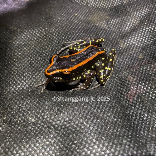 Pulchrana centropeninsularis