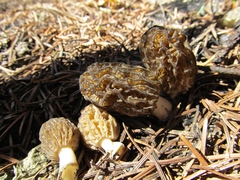Morchella snyderi