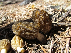 Morchella snyderi
