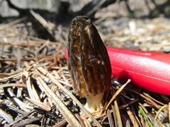 Morchella snyderi