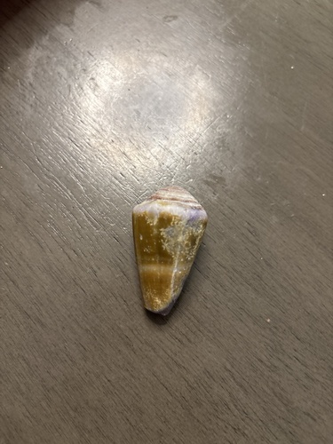 Conus lividus observed 2025-12-03