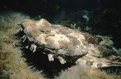 Orectolobus halei