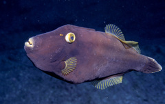 Eubalichthys bucephalus