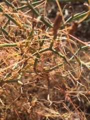 Cuscuta approximata