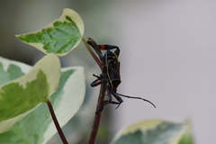 Pachylis acutangulus