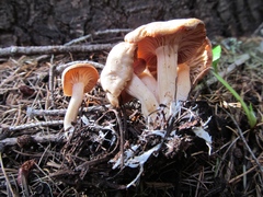 Clitocybe albirhiza