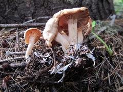 Clitocybe albirhiza