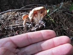 Clitocybe albirhiza