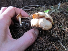 Clitocybe albirhiza