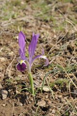 Iris kolpakowskiana