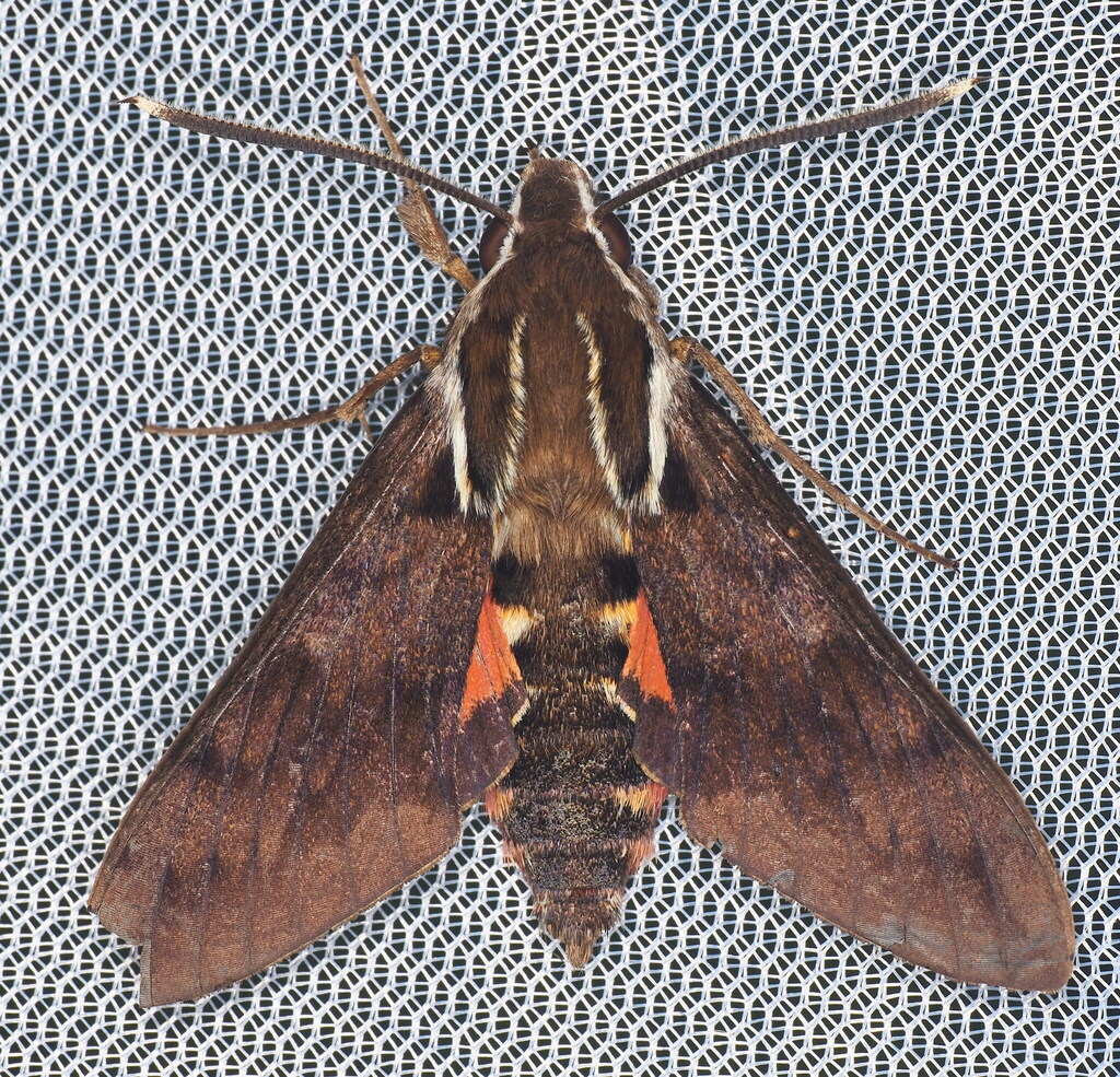 Wilson's Sphinx