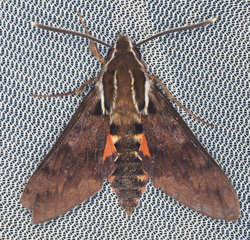 Wilson's Sphinx