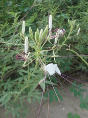 Tarenaya longicarpa