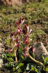 Corydalis ledebouriana