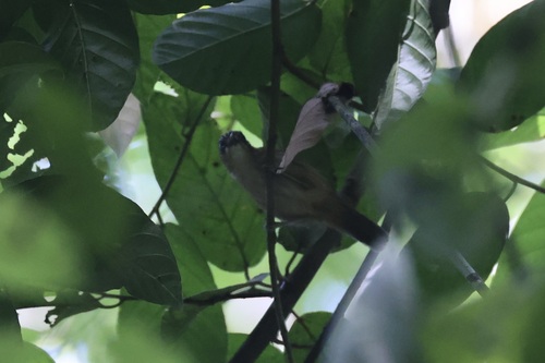 Brown Tit-Babbler (Macronus striaticeps), photo 3