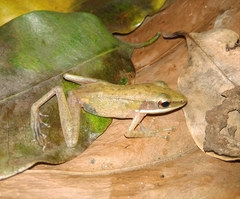 Chalcorana chalconota