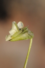 Viola occulta
