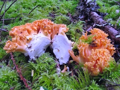 Ramaria stuntzii