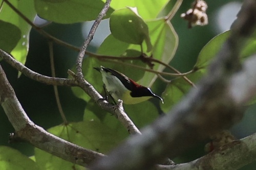 Handsome Sunbird (Aethopyga bella), photo 3