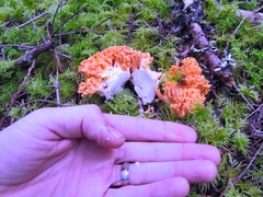 Ramaria stuntzii