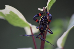 Pachylis acutangulus