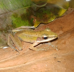 Chalcorana chalconota