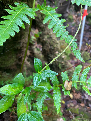 Peperomia membranacea observed 2025-12-03