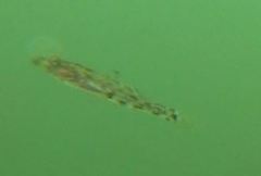 Philypnodon macrostomus