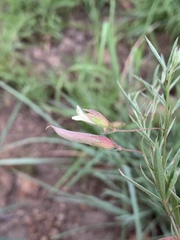 Pearsonia uniflora image