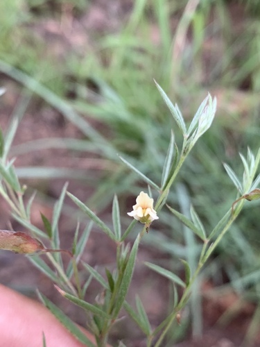 Pearsonia uniflora image