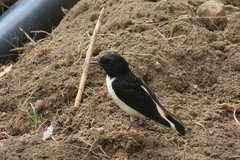 Oenanthe albonigra