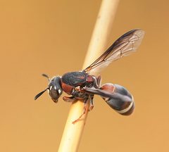 Masarinae