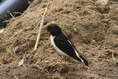 Oenanthe albonigra