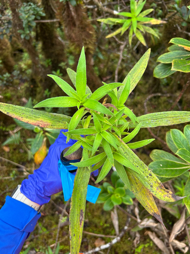 Dubautia paleata observed 2025-12-03