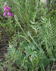 Oxytropis ponomarjevii