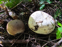 Lycoperdon subcretaceum