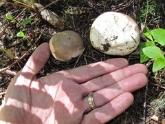 Lycoperdon subcretaceum