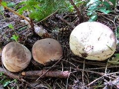 Lycoperdon subcretaceum
