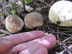 Lycoperdon subcretaceum