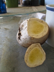 Lycoperdon subcretaceum