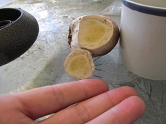 Lycoperdon subcretaceum