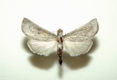 Thyridiphora gilva