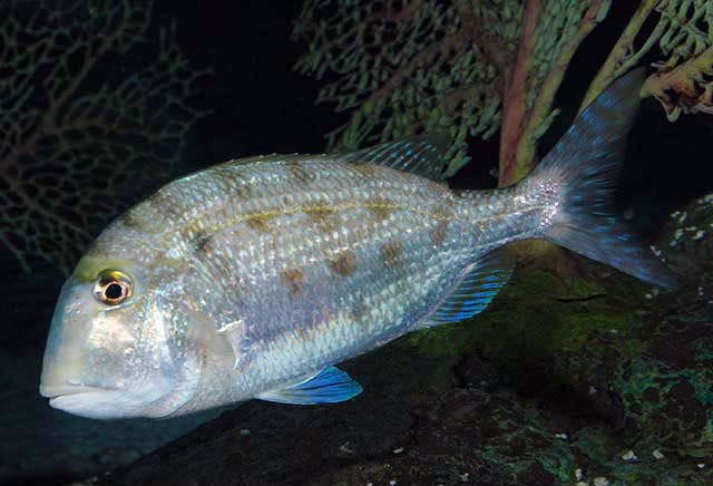 Grass Porgy