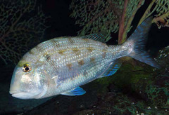 Grass Porgy photo 1