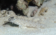 Istigobius rigilius