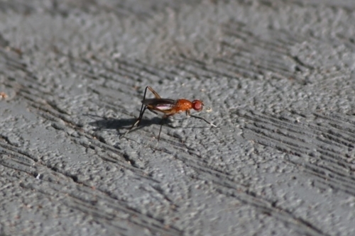 Unknown species found near New Smyrna Beach, FL 32169, USA