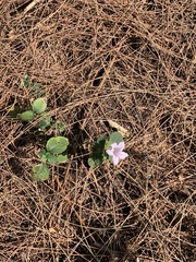 Magnoliopsida
