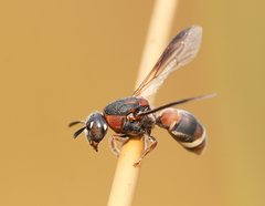 Masarinae