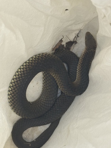 Lowlands Copperhead sighting